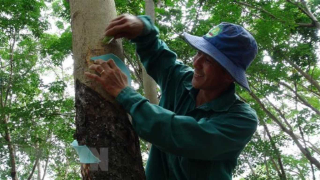 Cao su TSR20: Phân tích và cơ hội đầu tư phái sinh tại SACT 1 cao su tsr20