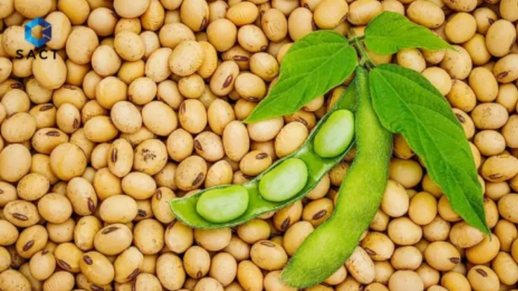 Đầu tư đậu tương là gì? Cách đầu tư với vốn thấp có lời 1 Giới thiệu về đậu tương