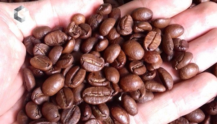 batch cach phan biet ca phe arabica va robusta loai nao ngon hon 202011211555316732 1