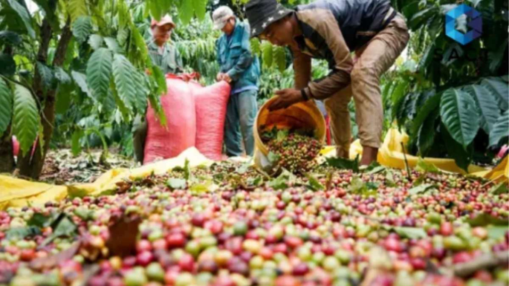 Đầu tư hàng hoá cà phê là gì? 7 lý do thu hút nhà đầu tư của mặt hàng cà phê 2 Tại sao đầu tư hàng hoá cà phê lại thu hút nhà đầu tư?