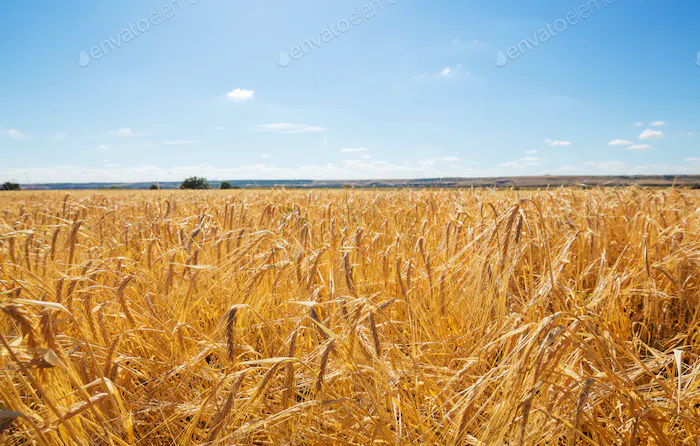 Wheat 180707165026 0