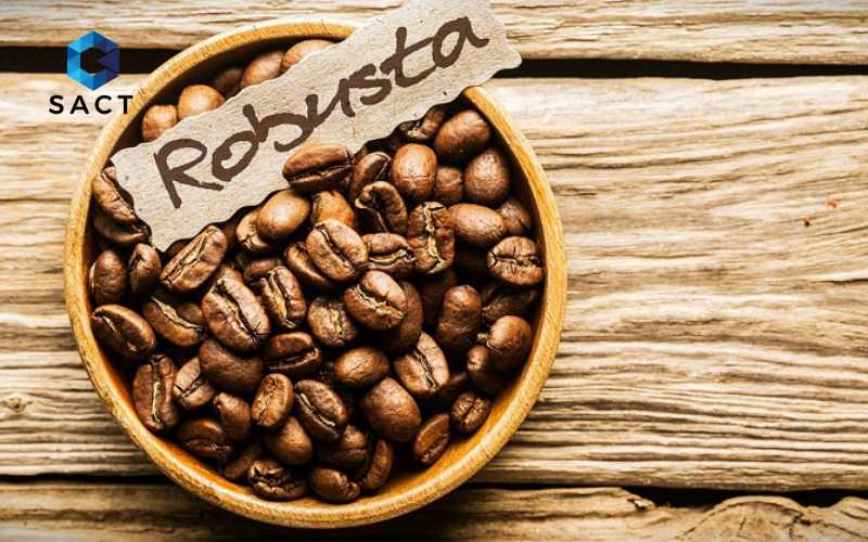 Cà phê Robusta giá bao nhiêu