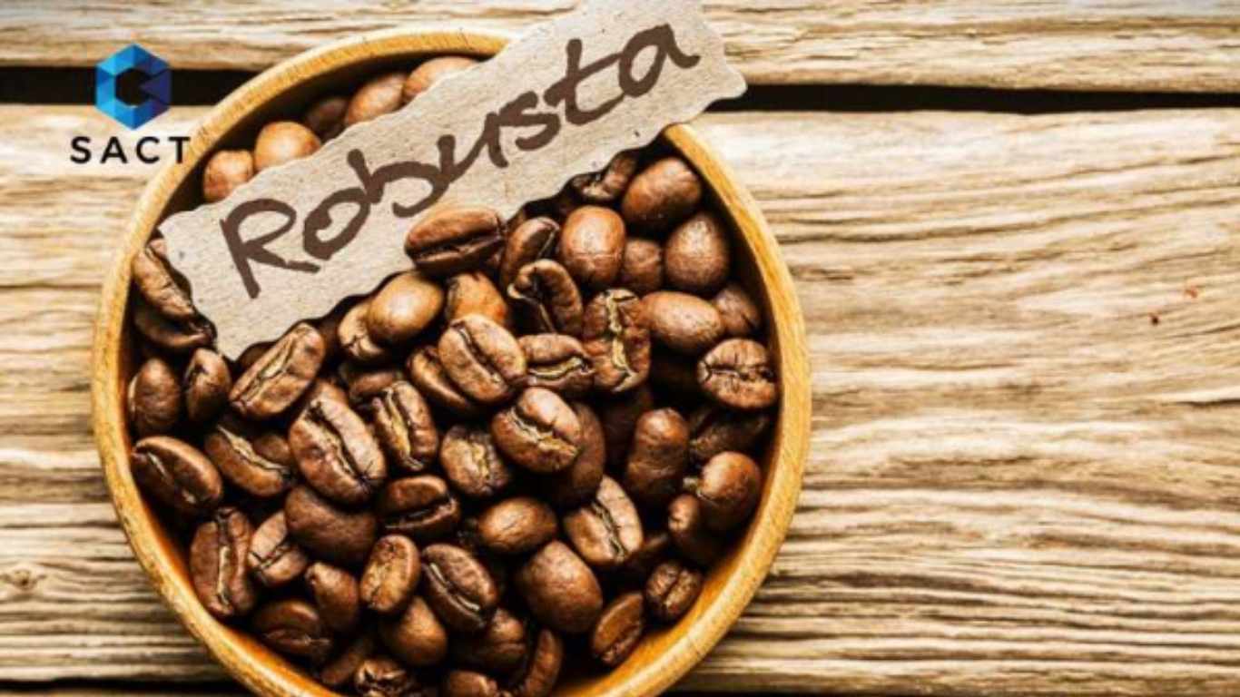 Giá Cà Phê Hôm Nay 10/7/2025 Giảm Sâu, Chạm Đáy 1,5 Tuần 3 giá cà phê robusta