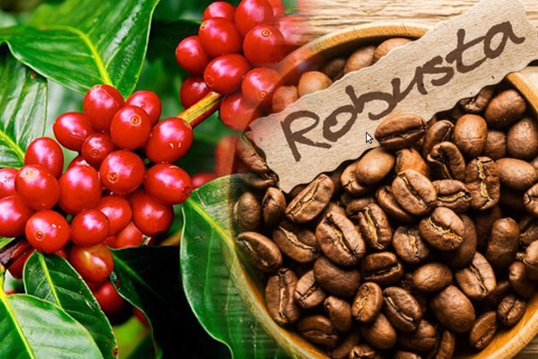 Quy trình đầu tư cà phê Robusta tại giao dịch hàng hóa Đông Nam Á