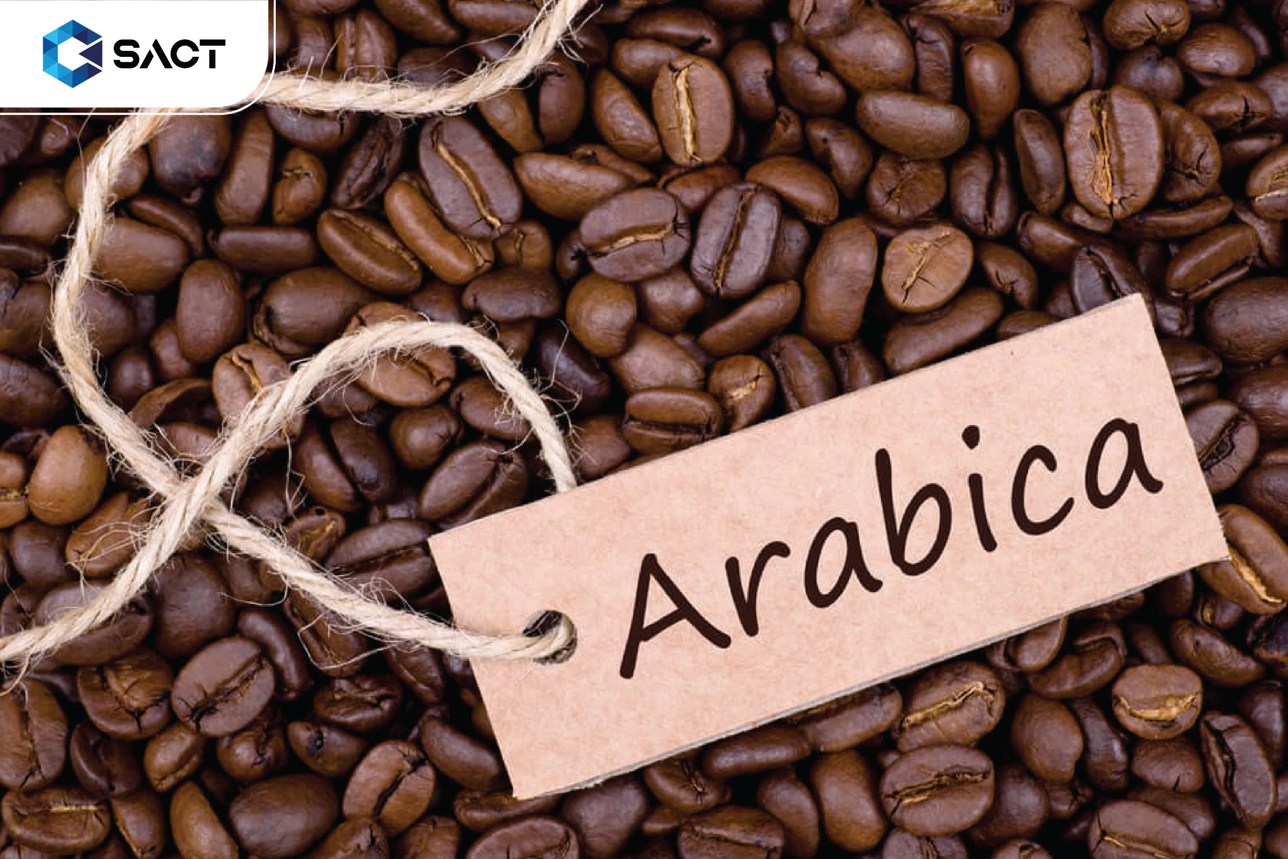 Phân tích kỹ thuật đầu tư cà phê Arabica - SACT 1 z5771869437059 5085e4bd5ee6893a41ae2429541765a6