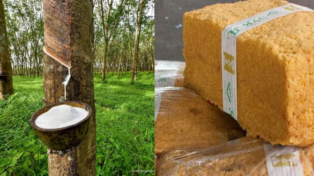 Hàng hóa cao su - Mặt hàng thu hút nhiều nhà đầu tư quan tâm 2 hàng hóa cao su