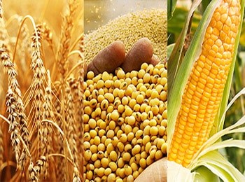 Giao dịch hợp đồng tương lai nông sản: lúa mì, ngô, gạo, đậu tương tại SACT