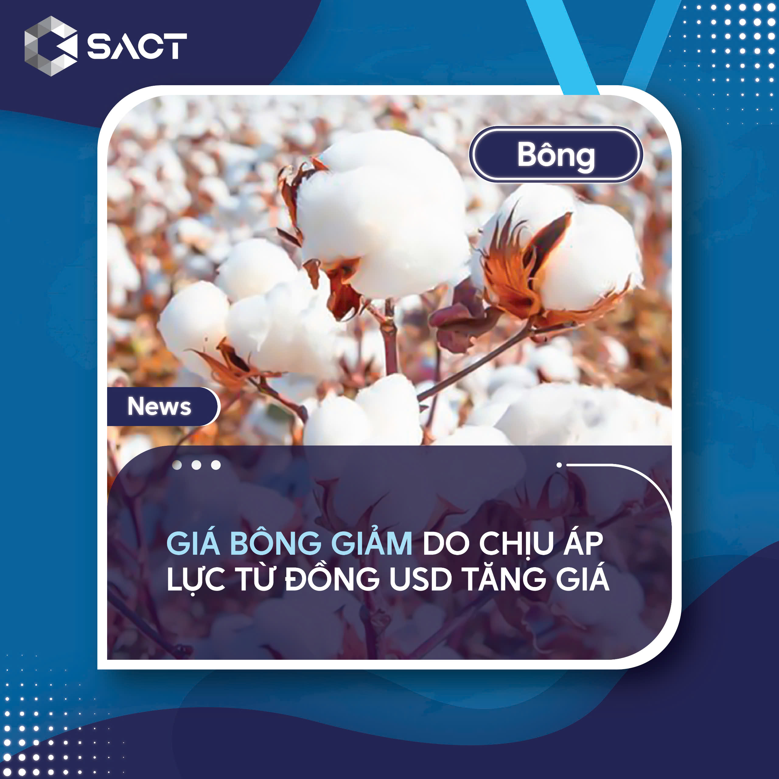 Sự tăng giá của đồng USD đã gây áp lực lên giá bông