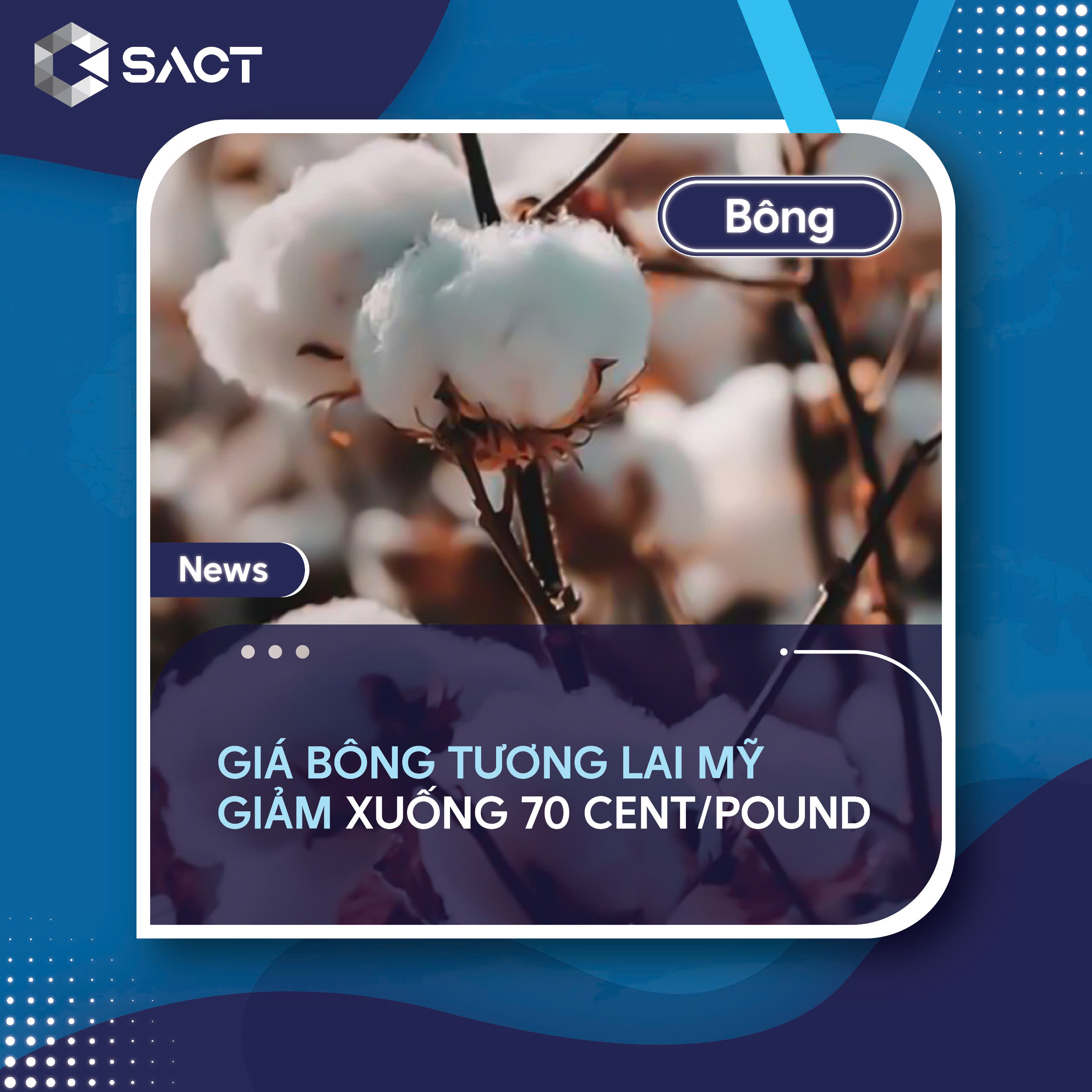 Giá bông tương lai của Hoa Kỳ đã giảm xuống còn 70 cent/pound