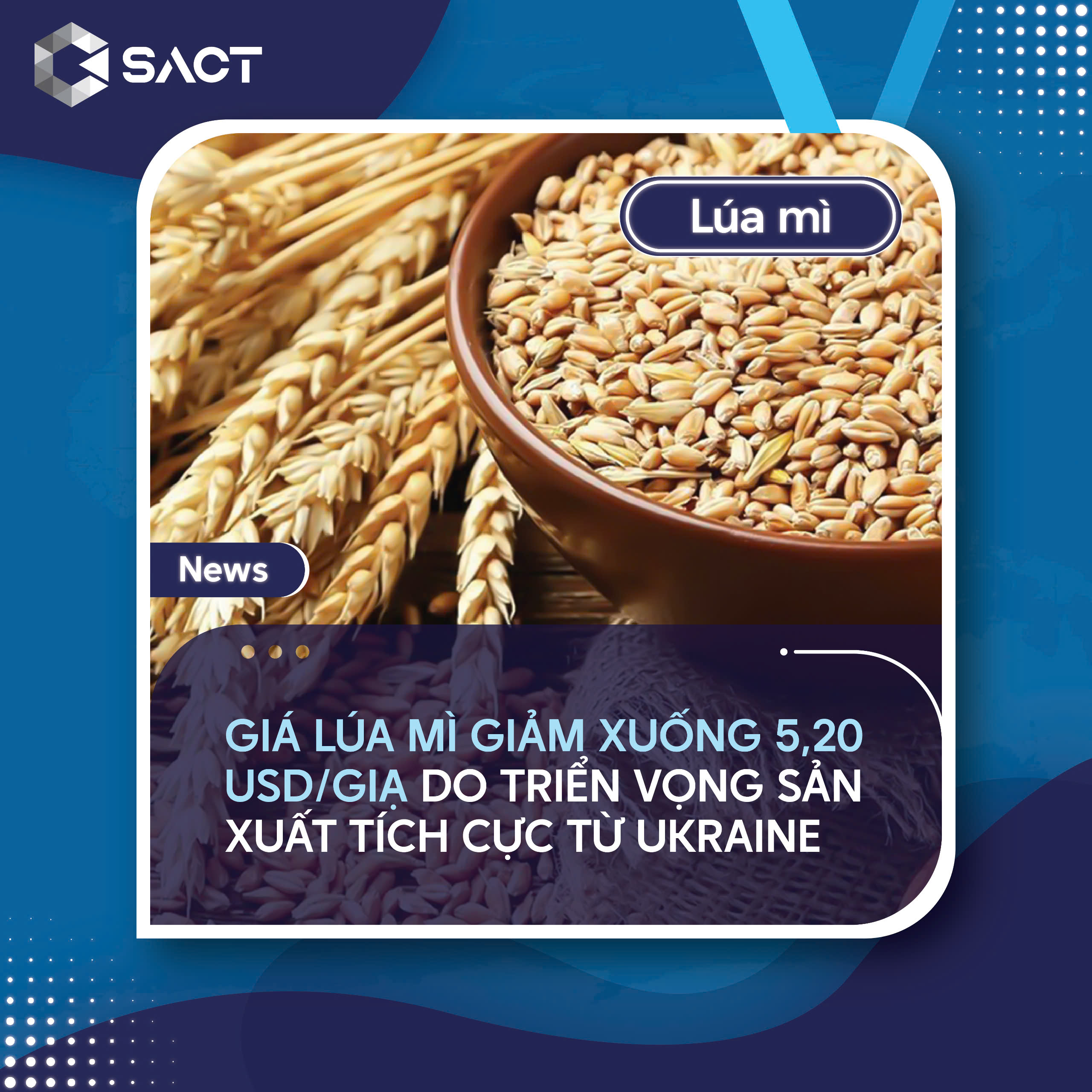 USDA dự báo sản lượng lúa mì sẽ đạt 798,28 triệu tấn