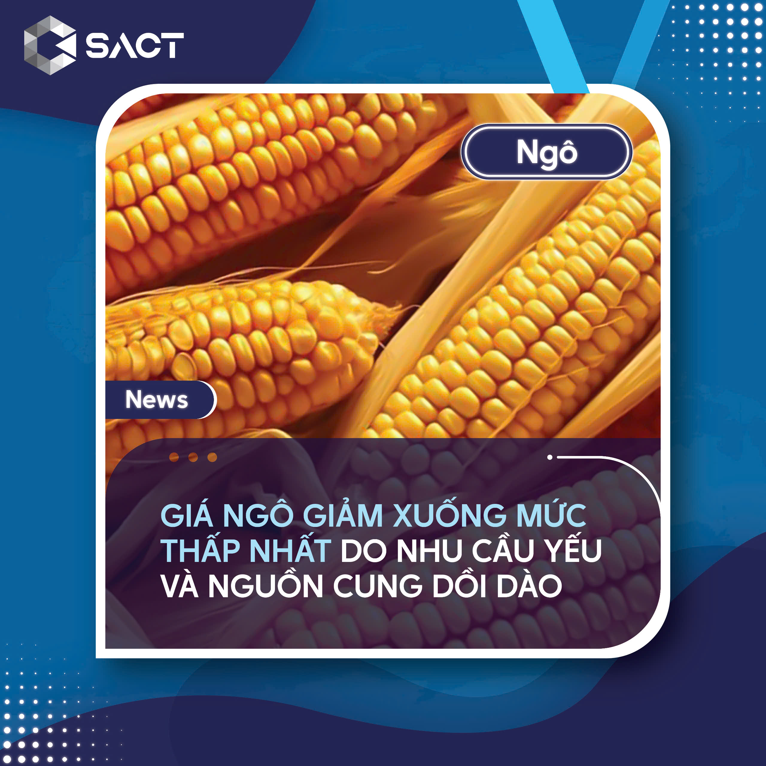 Giá ngô tương lai đã giảm xuống dưới 3,80 đô la một giạ vào tháng 8