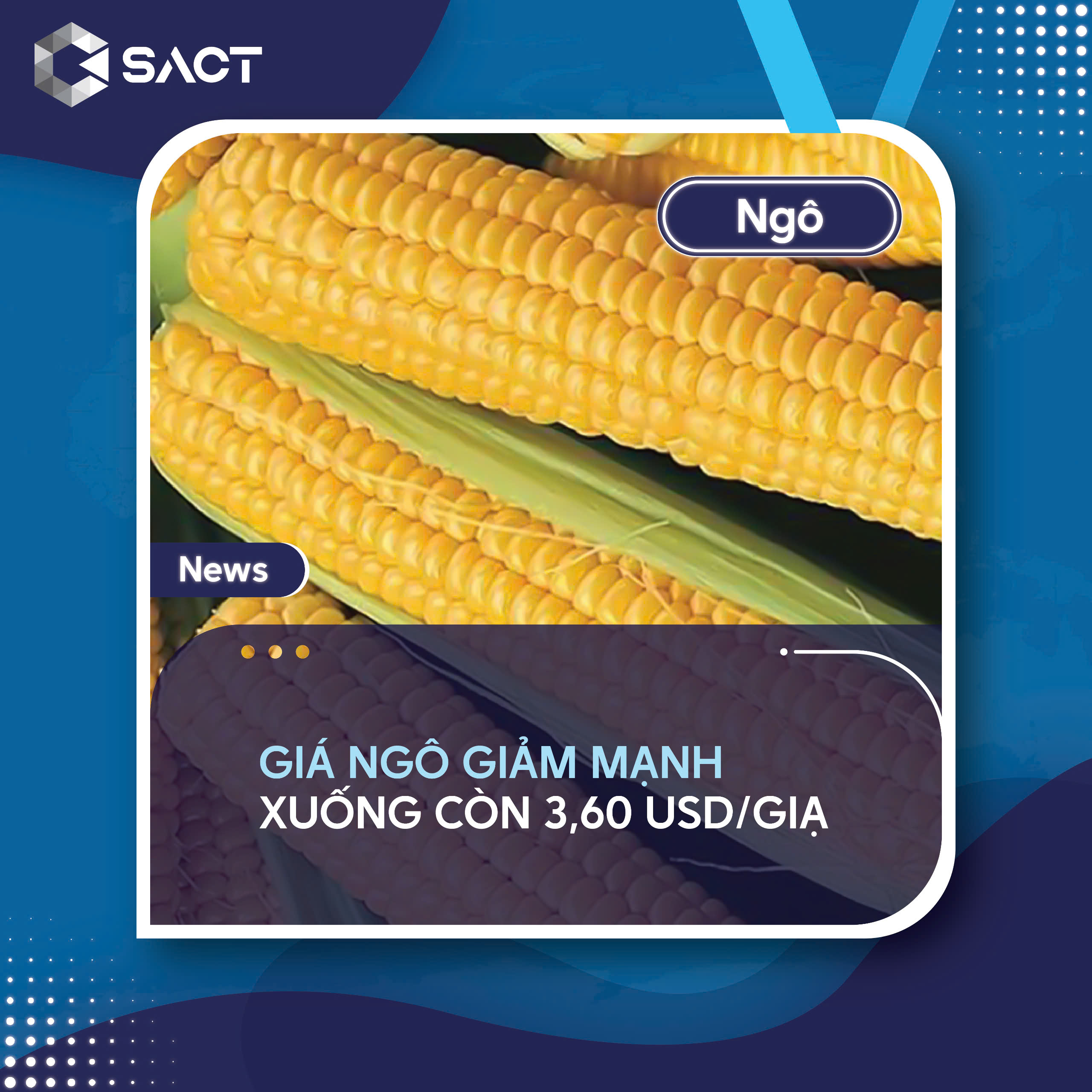 Nhu cầu ngô từ Trung Quốc giảm đáng kể