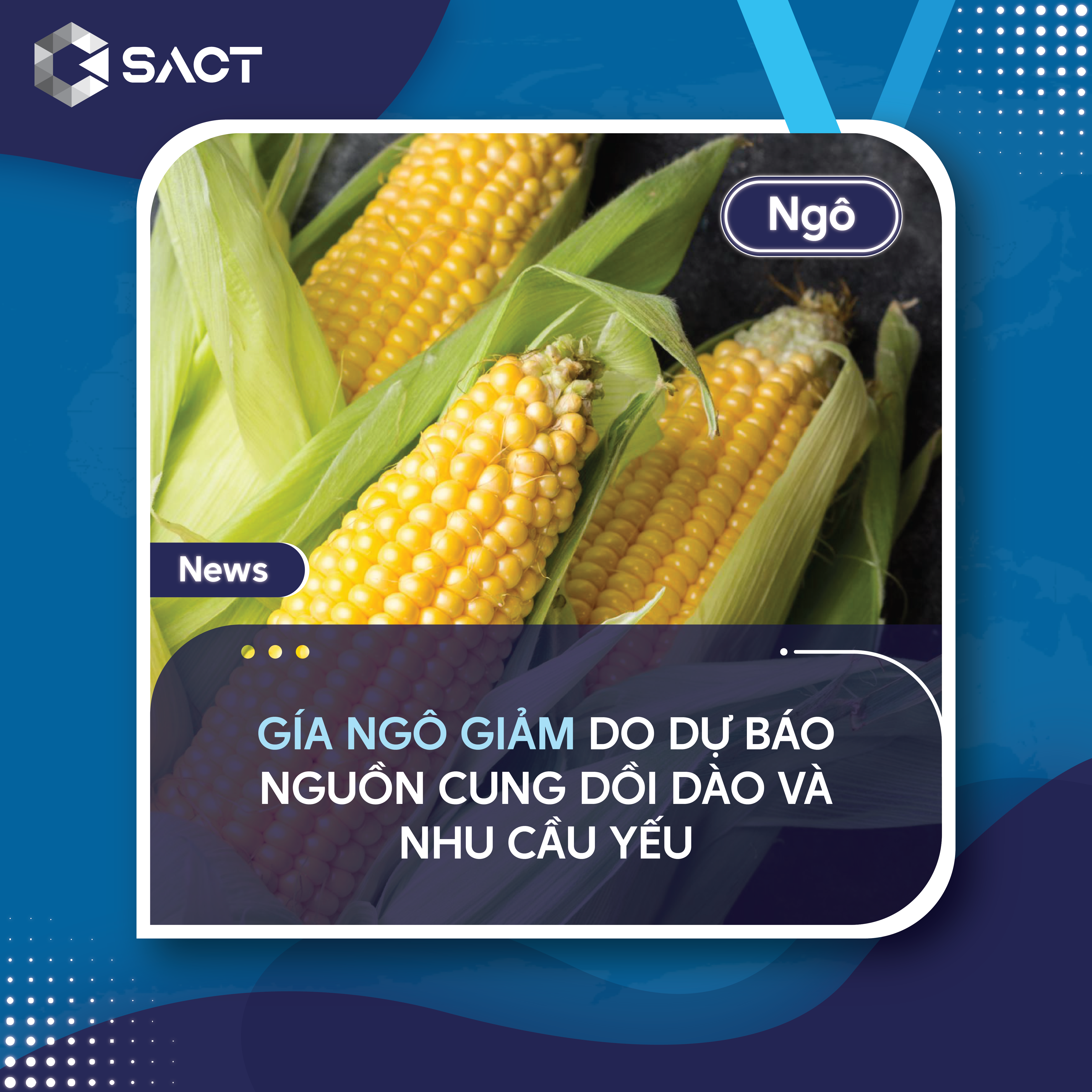 Giá ngô tương lai giảm xuống dưới 4 USD/giạ vào tháng 8