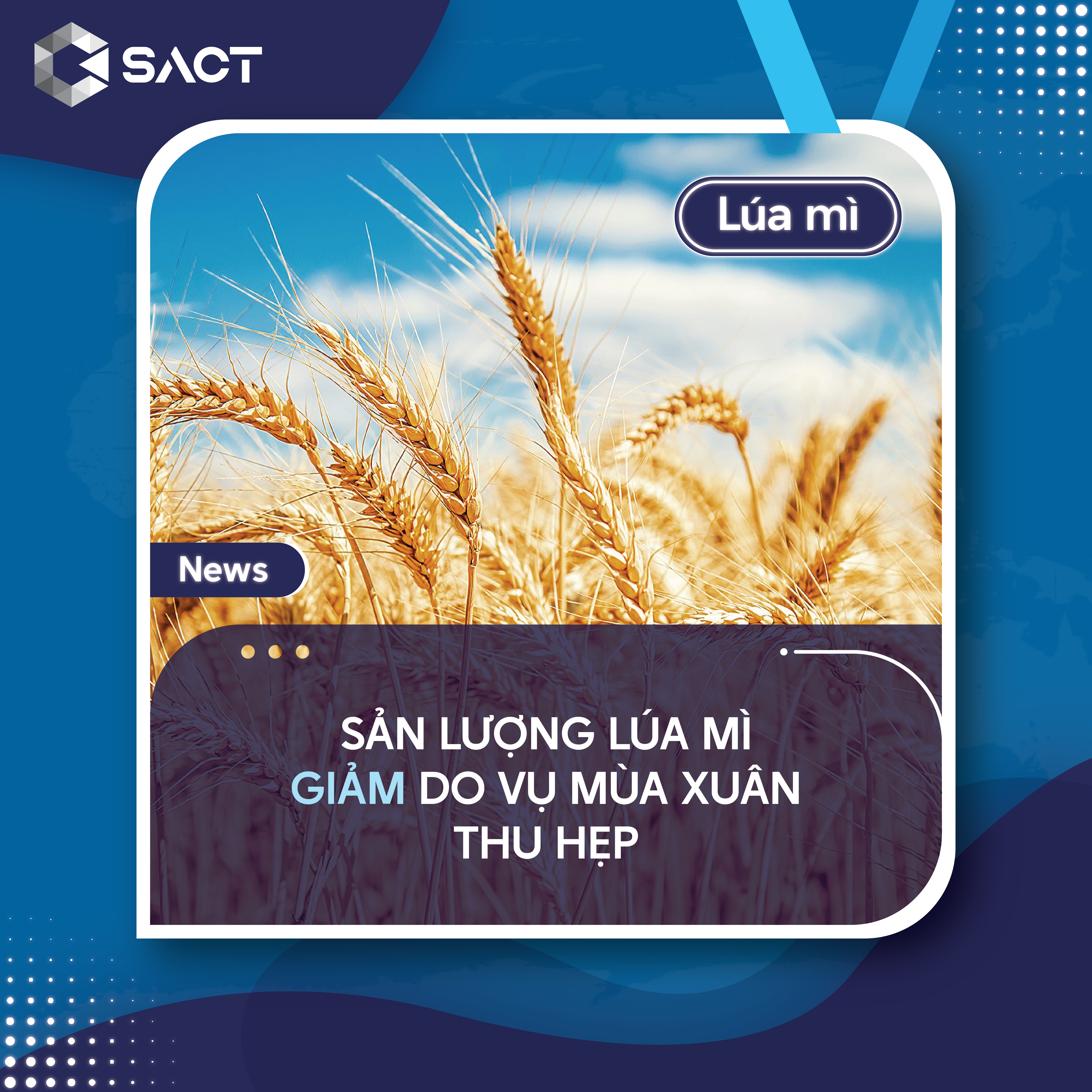 Dự trữ lúa mì của Hoa Kỳ giảm 28 triệu bushels xuống còn 828 triệu bushels