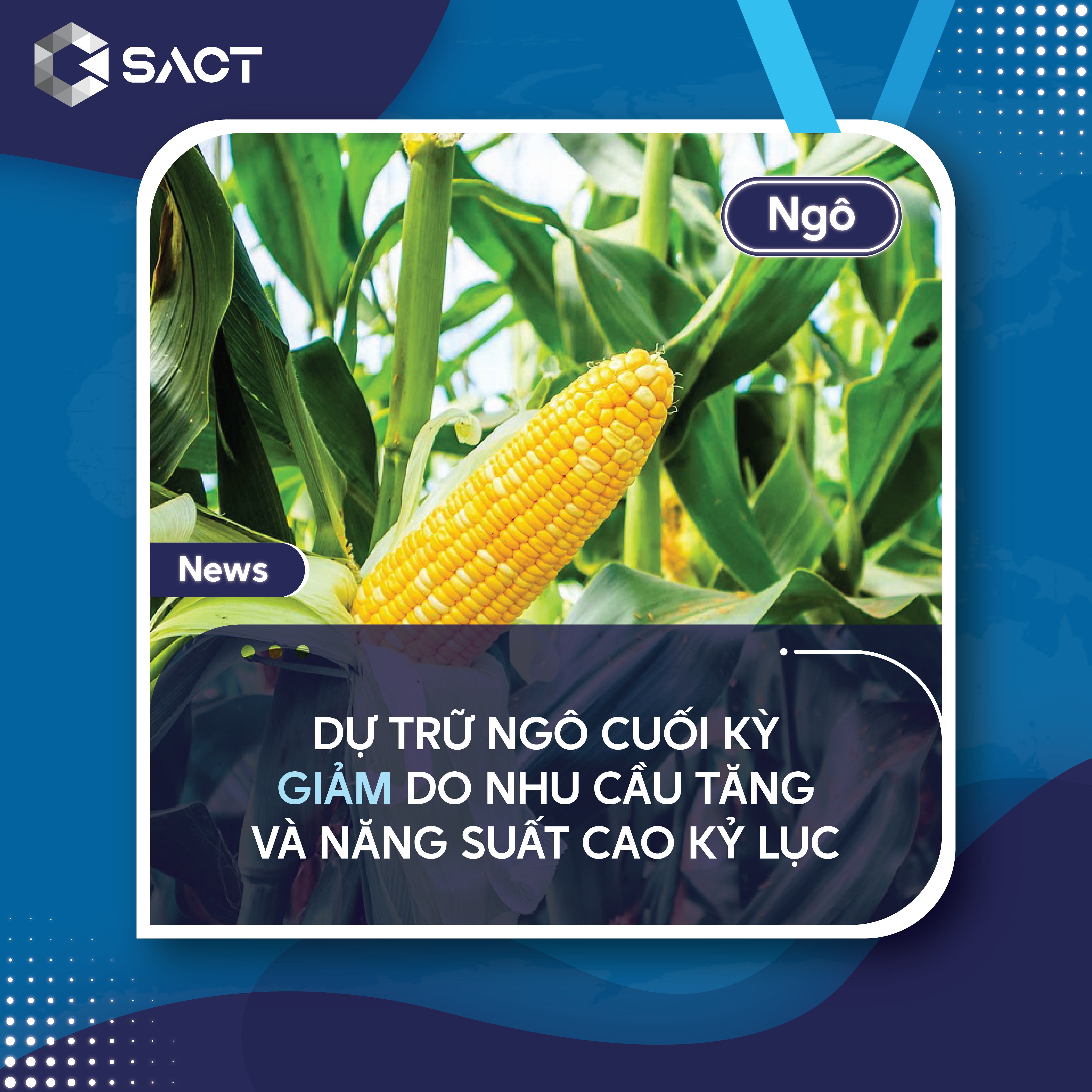 Năng suất ngô của Hoa Kỳ dự kiến đạt 183,1 bushels/acre