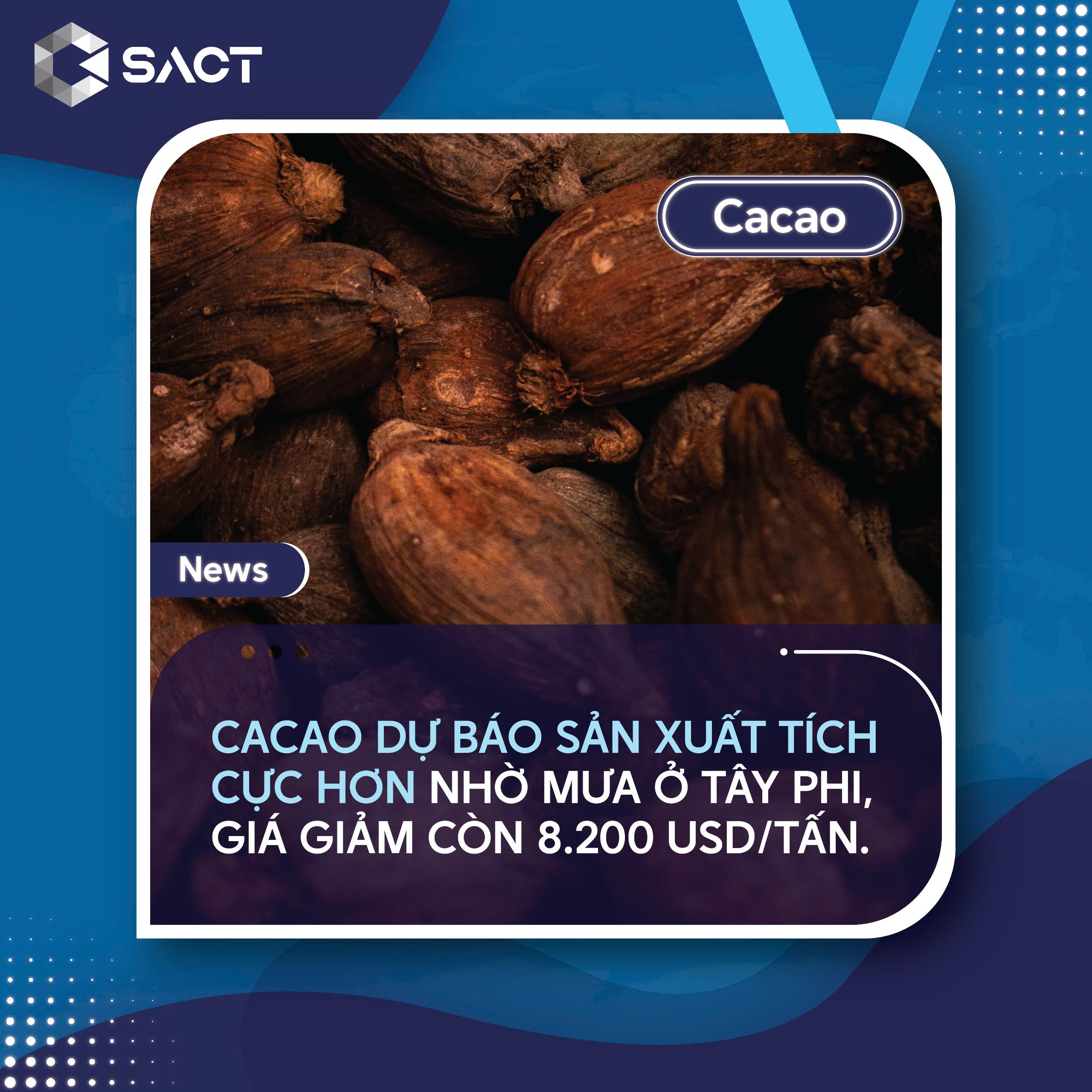 Triển vọng sản xuất cacao vụ mùa tới ở Tây Phi được dự báo khả quan hơn