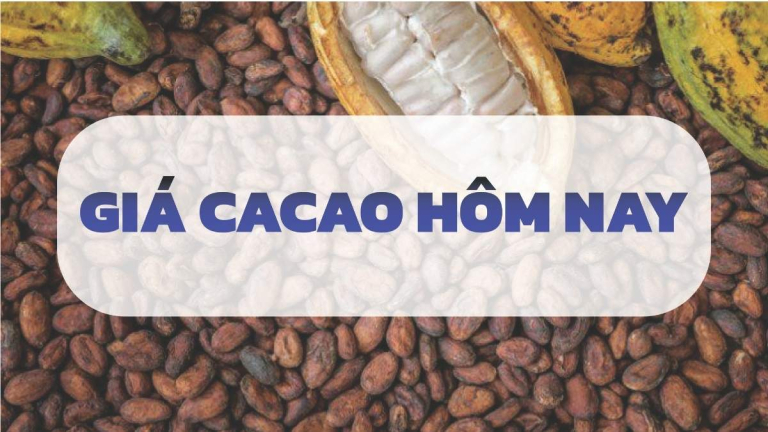 giá ca cao hôm nay