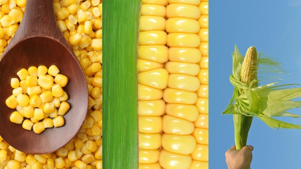 Cập nhật giá ngô hôm nay và chiến lược giao dịch hợp đồng tương lai ngô 3 giá ngô hôm nay